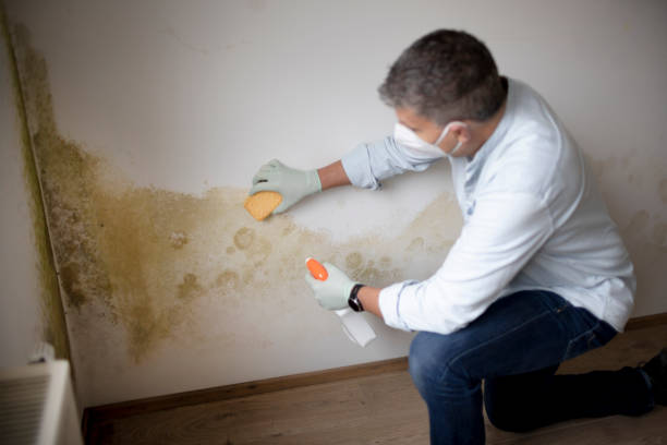 Best Environmental Consulting for Mold Prevention  in Junction City, KS