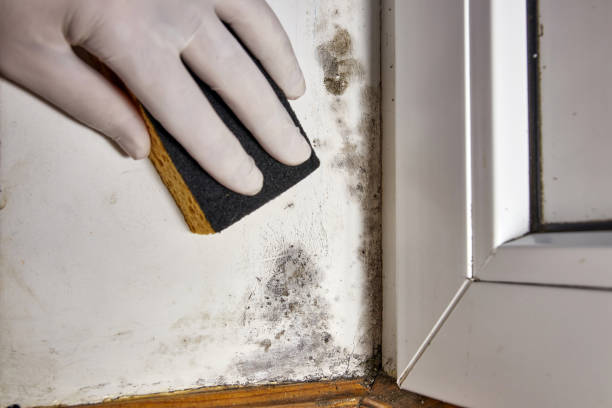 Best Mold Odor Removal Services  in Junction City, KS